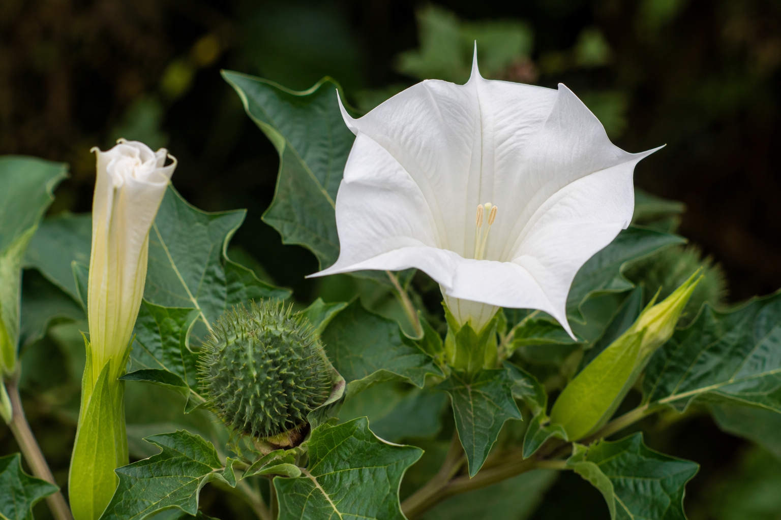 Datura